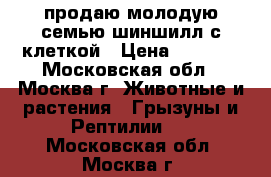 продаю молодую семью шиншилл с клеткой › Цена ­ 4 000 - Московская обл., Москва г. Животные и растения » Грызуны и Рептилии   . Московская обл.,Москва г.